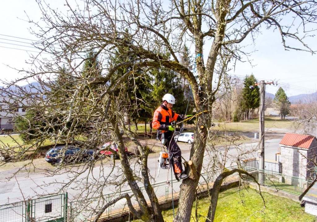 elagage arbre
