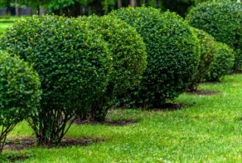 taille haie arbre
