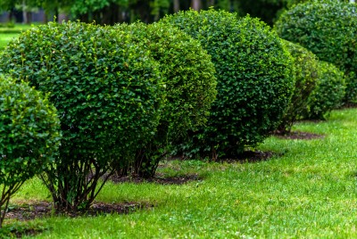 taille haie arbre