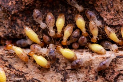 termite batiment